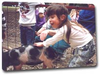 Preschooler petting a pig on a school trip
